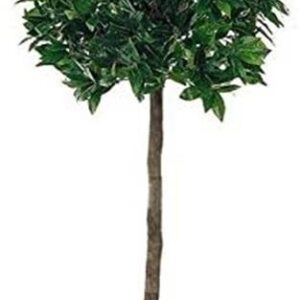New Natural Stem Artificial Topiary Sweet Bay Leaf Ball Lollipop Tree 4ft