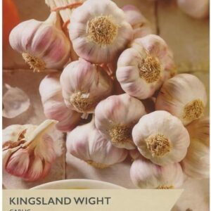 Garlic 'Kingsland Wight' Pack x1 Bulb Taylors