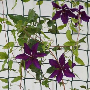 Gardman Climbing Plant Support Plastic 50mm Mesh Garden Support 5m x1m GREEN