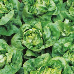 Lettuce 'Arctic King' King's Quality Pack Vegetable Seed