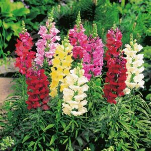 Antirrhinum 'Snap Happy' Mixed Pack Kings Flower Seeds