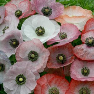 Poppy 'Mother Of Pearl' Pack King's Quality Seeds