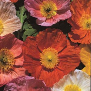 Poppy Nudicaule 'Iceland Giant' King's Pack Flower Seeds