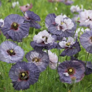 Papaver (Poppy) Rhoeas Amazing Grey Pack Flower Seeds