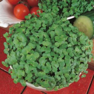 Mustard 'White' Quality New Pack Kings Vegetable Seeds