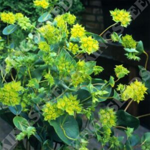 Bupleurum Rotundifolia Griffiti Pack Flower Seeds