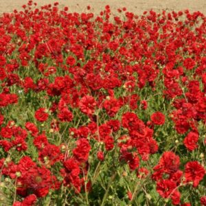 Geum Flora Plena 'Blazing Sunset' Pack King's Seeds Perennial