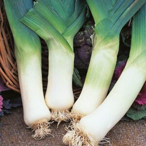 Leek 'Giant Winter' Pack Kings Vegetable Seeds