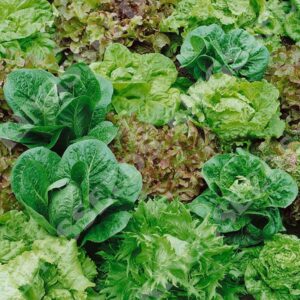 Lettuce 'Mixed Selection' Pack Kings Vegetable Seeds