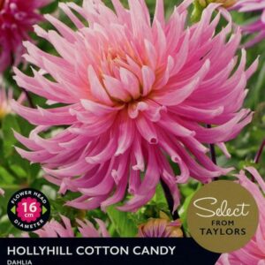 Dahlia Cactus Type Hollyhill Cotton Candy Pack x 2 Tubers/Bulbs
