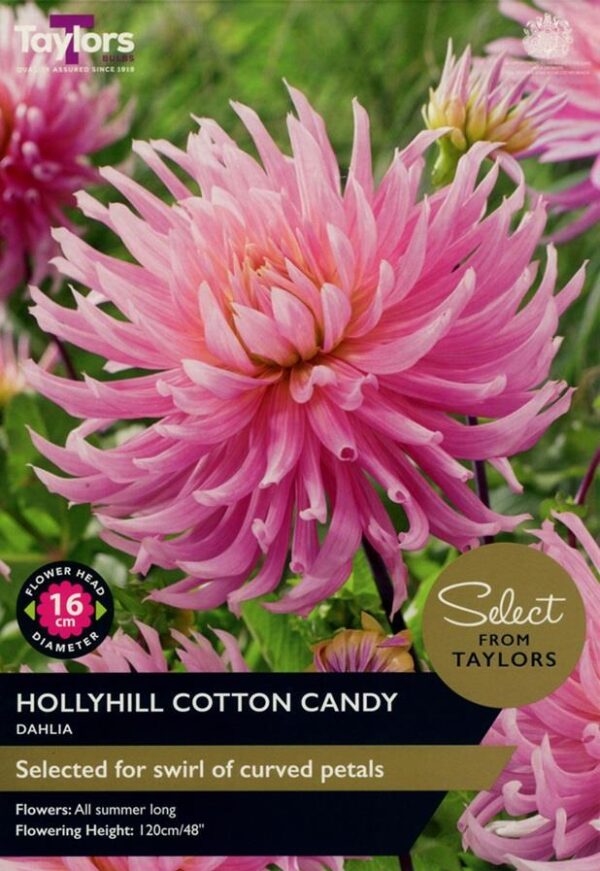 Dahlia Cactus Type Hollyhill Cotton Candy Pack x 2 Tubers/Bulbs - South ...