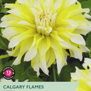 Dahlia Decorative 'Calgary Flames' Tuber Pack x1