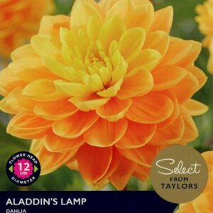 Dahlia Waterlily 'Aladdin's Lamp' Pack x 2 Tubers/Bulbs