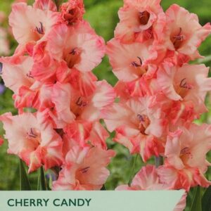 Gladioli/Gladiolus Cherry Candy Pack x8 Bulbs
