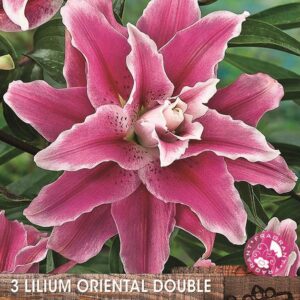 Double Flowering Lillium Lily ''Jasmina'' WPC Prins Bulbs/Tubers Pack x3