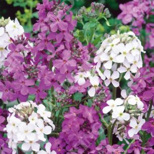 Sweet Rocket Mixed Hesperis Matronalis Pack Seeds