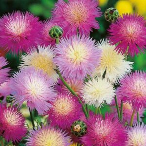 Sweet Sultan Mixed Pack Garden Seeds