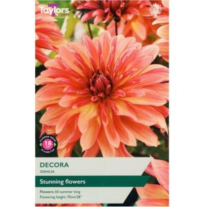 Dahlia Tuber Decorative 'Decora' Taylors Bulbs