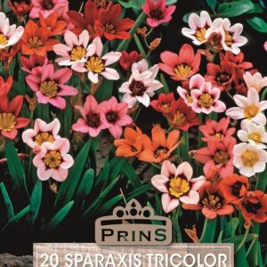 Sparaxis 'Mixed' (Harlequin Flower) Top Quality WPC.Prins Bulbs Pack x20