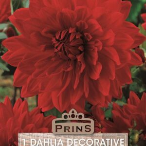Dahlia Bulb/Tuber Decorative 'Garden Wonder' WPC Prins Quality Summer Bulbs