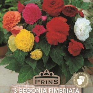 Begonia 'Fimbriata Mixed' WPC Prins Quality Bulbs/Tubers Pack x3