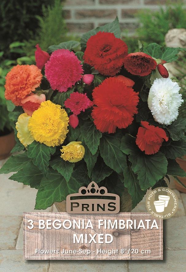 Begonia 'Fimbriata Mixed' WPC Prins Quality Bulbs/Tubers Pack x3