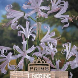 Nerine Bowdenii Stefanie (Guernsey Lily) Summer Flowering Bulb/Tuber