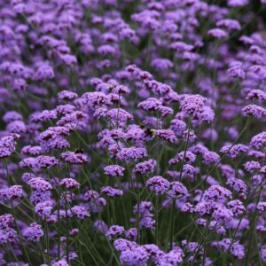 Verbena Bonariensis 'Lollipop' Hardy Perennial Plug Plants Pack x 6
