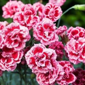 Dianthus Scent First® Sugar Plum Pinks Perennial Garden Plug Plants Pack x6