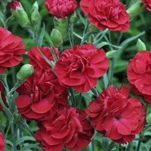 Dianthus Scent First® 'Passion' Pinks Perennial Garden Plug Plants Pack x6