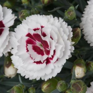 Dianthus Scent First® Coconut Sundae Pinks Perennial Garden Plug Plants Pack x6