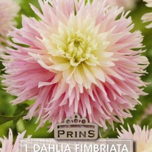 Dahlia Fimbriata 'Just Married' Bulb/Tuber Pack x1
