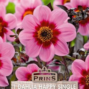 Dahlia Tuber Dark Leaf 'Happy Single Juliet' Pack x1 Bulb/Tuber