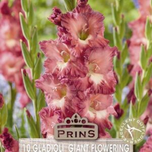 Gladioli Large Flowering 'Cappuccino' Pack x 10 Bulbs/Corms