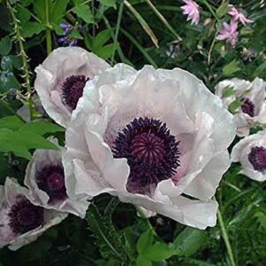 Poppy Papaver Orientale Checkers 'Royal Wedding' Perennial Plug Plants Pack x6
