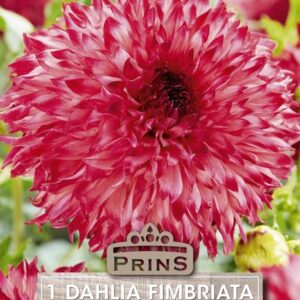 Dahlia Fimbriata 'Aiyana' Bulb/Tuber Pack x1