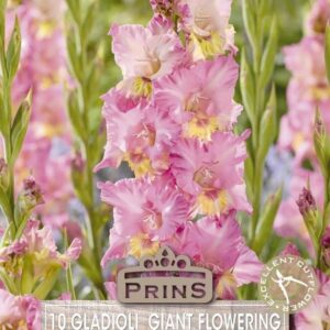 Gladioli Large Flowering 'Happy Disco' Pack x 10 Bulbs/Corms