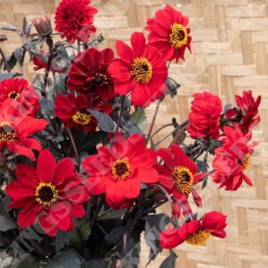 Dahlia Pinnata Black Forest Ruby Pack Flower Seeds