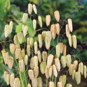 Briza Maxima (Quaking Grass) Pack Garden Seeds