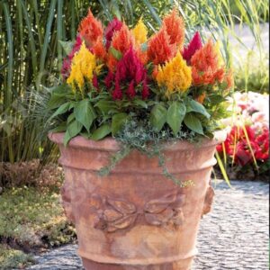 Celosia Fresh Look Mix Pack Garden Seeds