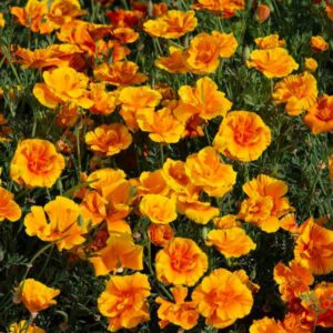 Eschscholzia Lady Marmalade Pack Garden Seeds