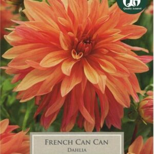 Dahlia Bulb/Tuber 'French Cancan' Top Quality Summer Bulbs