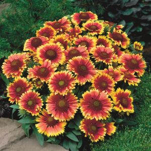 Gaillardia 'Arizona Sun' Perennial Garden Plug Plants Pack x6