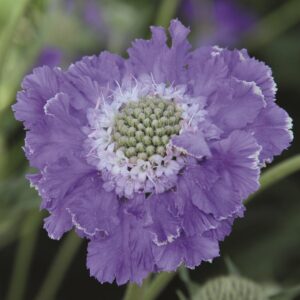 Scabiosa (Pin-Cushion) Scabious 'Fama Blue' Perennial Garden Plug Plants Pack x6