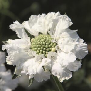 Scabiosa (PinCushion) Scabious 'Fama White' Perennial Garden Plug Plants Pack x6
