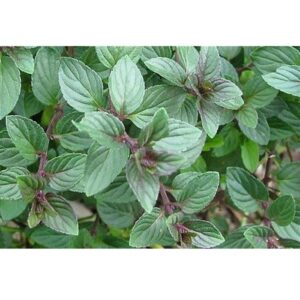 Mentha 'Chocolate' Mint Garden Herb Garden Plug Plants Pack x6