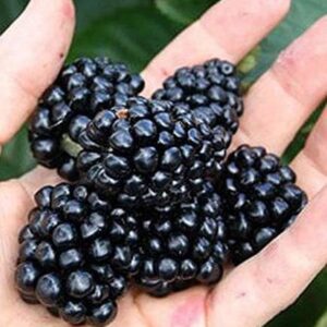 Rubus Thornless Blackberry 'Thornfree' 9cm Pot Plants Pack x3