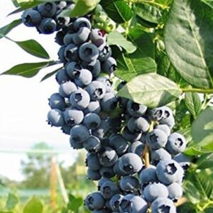 Vaccinium Blueberry 'Blue Crop' Fruit Bush Plug Plants Pack x3  Pot Plants 9cm