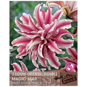 Double Flowering Lillium Lily ''Magic Star'' Quality Bulbs/Tubers Pack x3