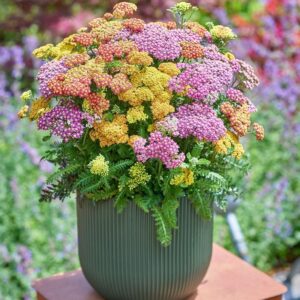 Achillea  Milly Rock 'Dance Mix' Perennial Plug Plants Pack x6
